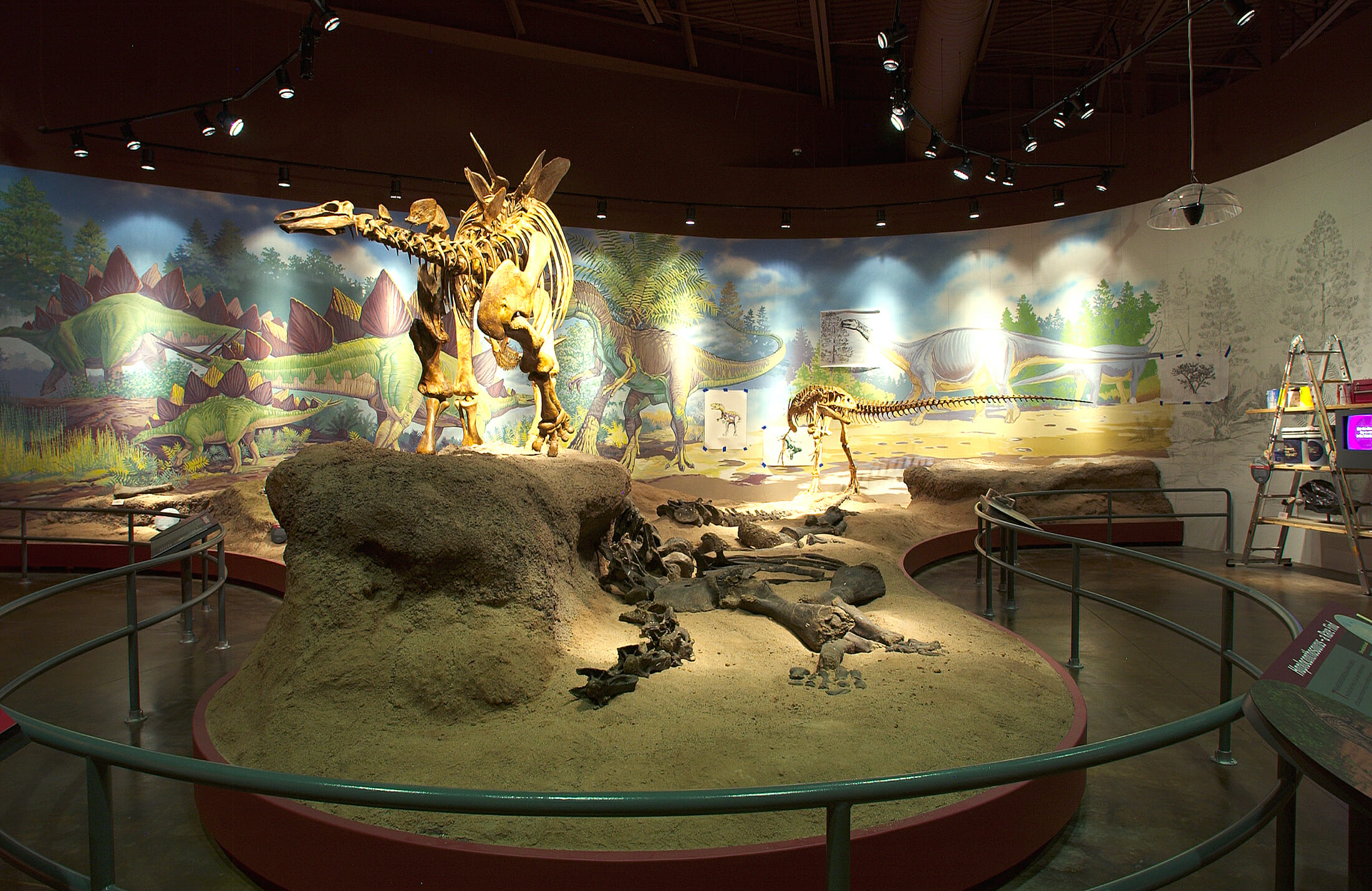 fieldhouse museum Stegsaurus
